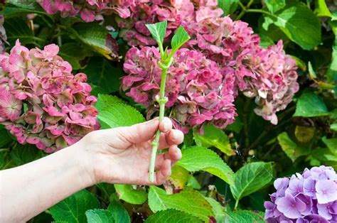 How To Grow Hydrangeas From Cuttings Growing Hydrangeas Hydrangea