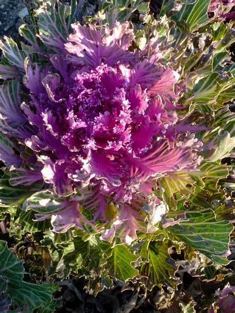 How To Plant And Grow Flowering Kale