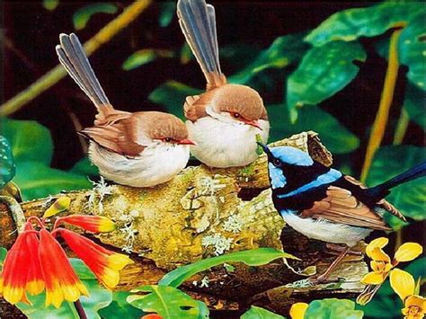 Birds Beautiful Colors Beautiful Nature Eat Colorful Birds Hd