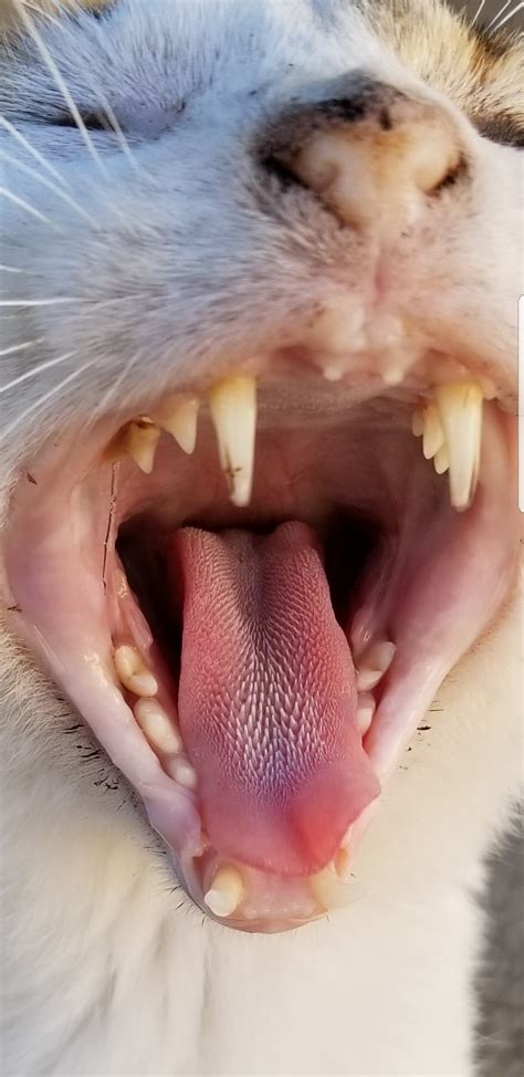 Close Up Of A Cats Tongue Rpics