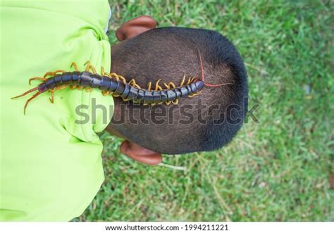 Centipedes Poisonous Animals Can Bite Release Stock Photo 1994211221