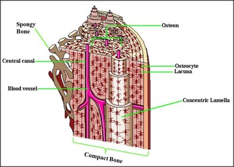 Compact Bone Diagram Unlabeled Skeletal Models Human Anatomy
