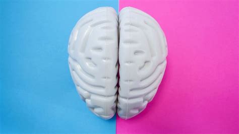 Are Male And Female Brains Different Bbc Reel