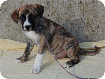 Rocky | Adopted Puppy | 1-23-3 | North Judson, IN | Boxer ...