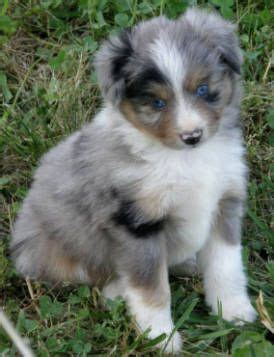 The puppies are given their first shot at the age of six weeks old. Australian Shepherd Puppies For Sale Under 200 Near Me