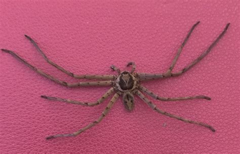 Male Heteropoda Venatoria Huntsman Spider In Anthony Near Ocala