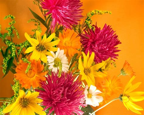 тапети маргаритки букети цвете венчелистче композиция диви цветя
