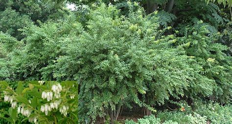 Florida Hobblebush Pipestem Agarista Populifolia Zone 7 9 Full To