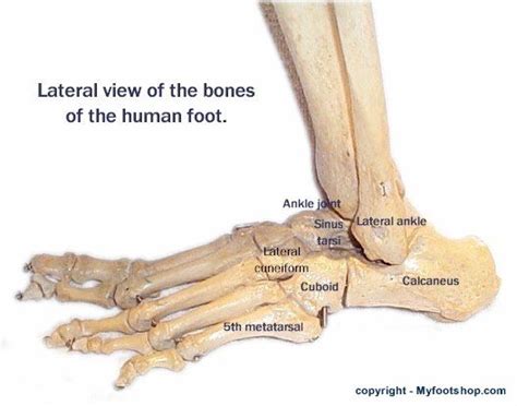 Bones Of The Foot Lateral View
