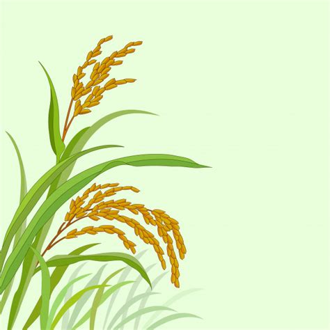 Rice Plant Vector At Collection Of Rice Plant Vector
