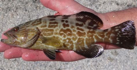 Groupers Roughfish Com