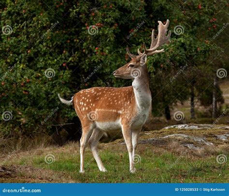 A Big And Beautiful 5 Years Male Buck Of Fallow Deer In Wood In Sweden