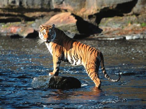 Bengal Tiger Perched On A Rock In The Middle Of A Stream Photoshopbattles