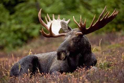 Filea Bull Moose Animal Mammal