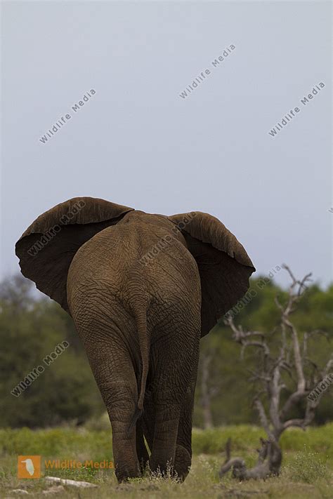 Afrikanischer Elefant Bild Bestellen Naturbilder Bei Wildlife Media