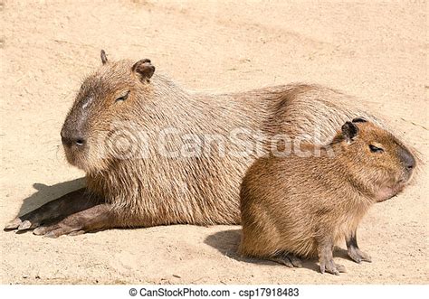 Capybara Is A Semi Aquatic Mammal Found Throughout Almost All Countries