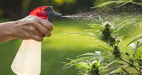 Watering Outdoor Weed Plants The Definitive Guide Ilgm