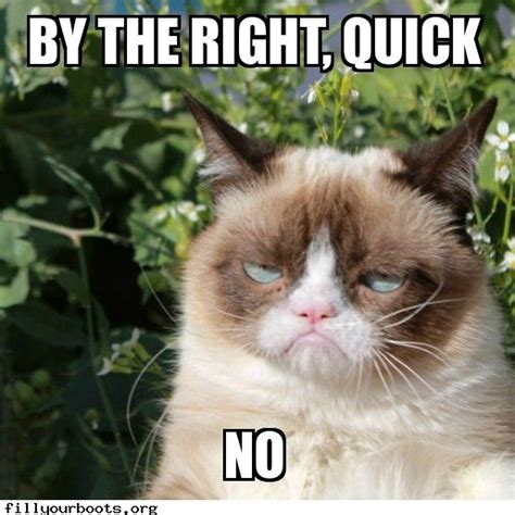 By The Right Funny Grumpy Cat Memes Grumpy Cat Grumpy Cat Humor