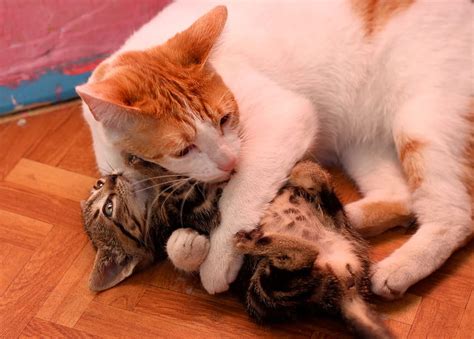 Mothers Hug Sweet Kitten Hug Mother Cute Cat Hd Wallpaper Pxfuel