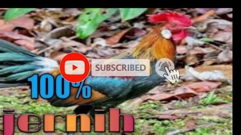 Suara ayam hutan jantansangat cocok untuk mikatpemburuh suaraayamhutanjantan suarakokokayamhutan. Suara ayam hutan jantan pikat - YouTube