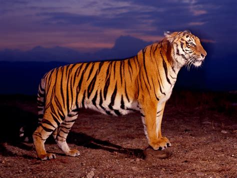 The tiger is one of the most gorgeous creatures on earth, and dedicated unsplash photographers have ventured into the jungle and captured tigers in all of their glory. Best Desktop HD Wallpaper - Tiger HD wallpapers