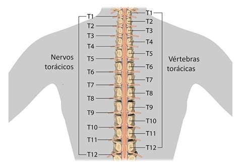 Porque existem pares de nervos cervicais mas somente vértebras o guia do fisioterapeuta