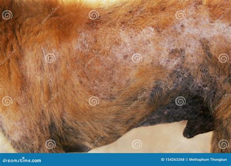 The Disease On Dirty Stray Dog Get Sick Skin Dermatitis Contracted