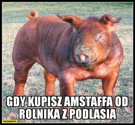 Powiem dla was, że memy o podlasiu to dobre memy byli. Memy o Podlasiu 2019. Zobacz 200 najlepszych memów z ...