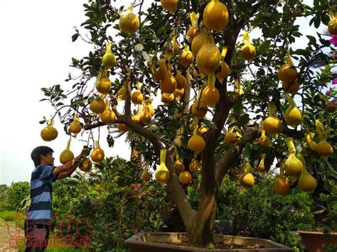 A dwarf tree is a small cultivar of full sized fruit trees that can yield many mature fruits in a year without taking up the usual growing space occupied by trees. Unusual trees attract customers
