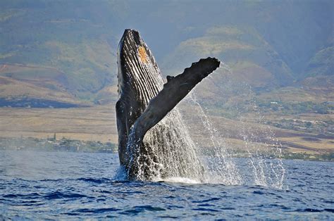 In the north pacific, the population has made an impressive comeback in the past 40 years. Maui Whale Watch Tour - Four Winds II