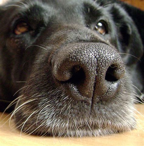 Why Are Dogs Noses Wet And What Do Dry Noses Mean