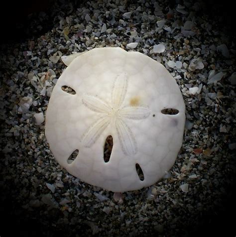 Sand Dollar Sand Dollars Are One Of The Magical Finds Whe Flickr