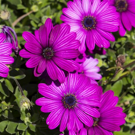 Osteospermum Tradewinds Deep Purple Garden Express