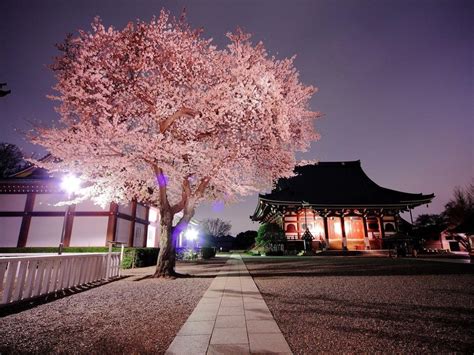 Cherry Blossom Japanese Garden Wallpaper Japanese Cherry Blossom
