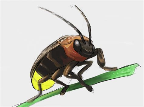 Firefly Insect Drawing At Getdrawings Free Download