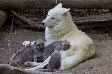 White Wolf Stunning Images Showcase The Cuteness Of Fluffy Arctic