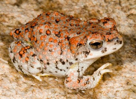Red Spotted Toad Red Spotted Toad Tucson Herpetological Society