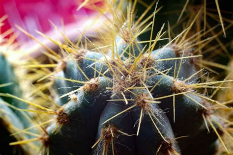 Macro Shot Of A Cactus Stock Photo Image Of Macro Plant 69297816