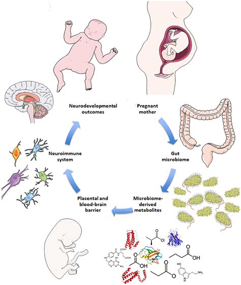 Dieta Materna In Gravidanza E Microbiota Intestinale Del Neonato