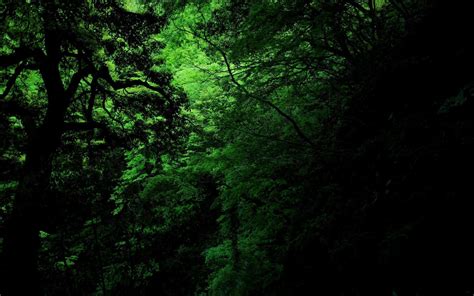 Dense Forest Wallpapers Top Free Dense Forest Backgrounds