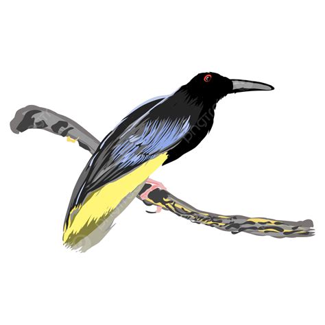 Illustration Of Bird Paradise In Yellowish Black Vector Bird Paradise