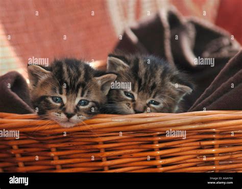 Kittens In A Basket Stock Photo Alamy