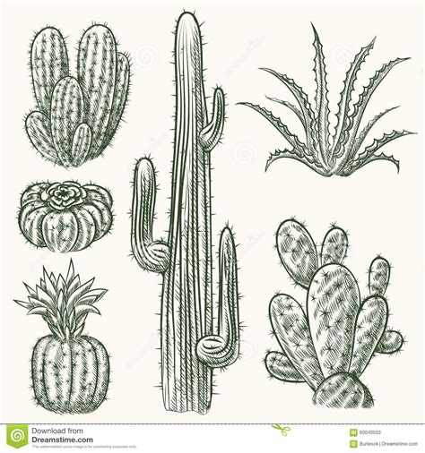 Hand Drawn Vector Cactus Stock Vector Image 60040503 Artes