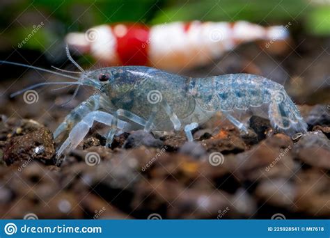 Close Up White Blue Dwarf Crayfish Shrimp Walk Along Edge Of Aquarium