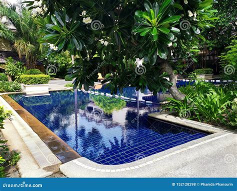 Outdoor Swimming Pool Surrounded By Trees Stock Photo Image Of