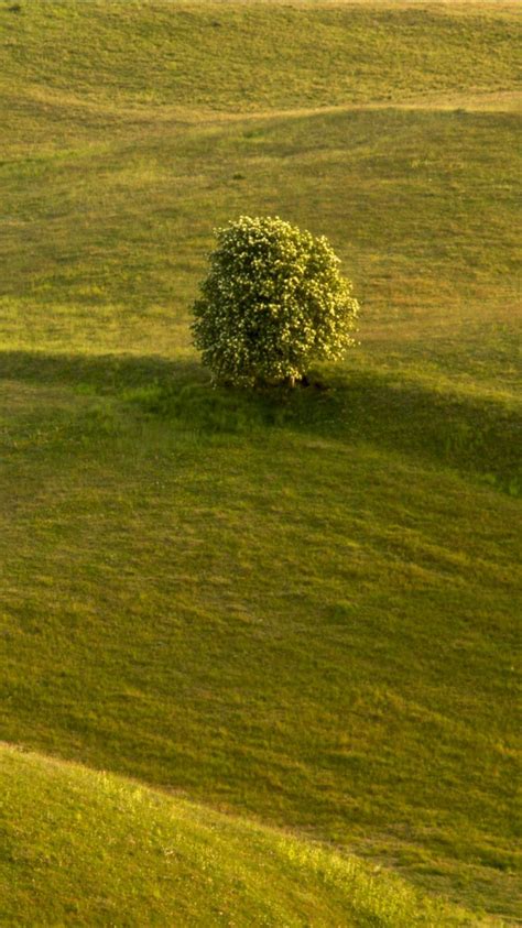 Green Leafed Tree Slope Grass Field Hills 4k Hd Nature Wallpapers Hd