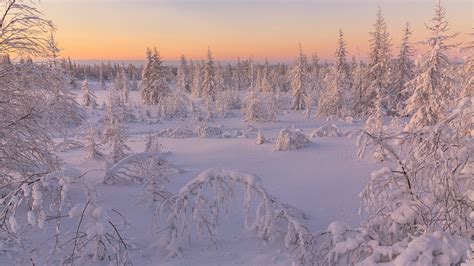 Snow Covered Pine Trees In Snow Field During Sunrise Hd