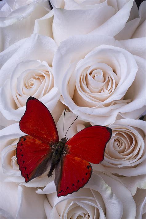 Red Butterfly Among White Roses Photograph By Garry Gay Pixels