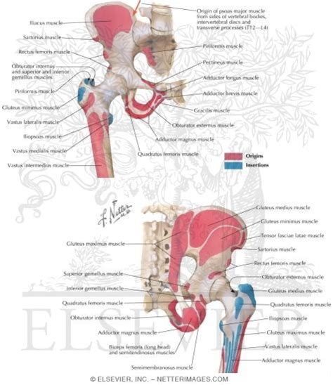 Muscles Of The Pelvis Origins And Insertions