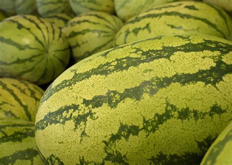 Can you transplant cucumbers and watermelon? | Mississippi State ...
